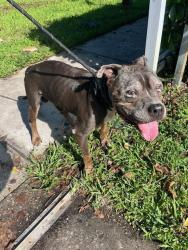 Shelter Stray Male Dog last seen Near BLOCK N. MIAMI AVE, 3599 NW 79th Ave, Doral, FL 33122, USA