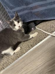 Found/Stray Female Cat last seen Lake mead and rainbow, Las Vegas, NV 89108