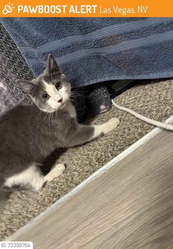 Found/Stray Female Cat last seen Lake mead and rainbow, Las Vegas, NV 89108