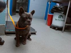 Shelter Stray Male Dog last seen 86TH / SAGE, 11800 Sunset Gardens Rd SW, Albuquerque, NM 87121, USA