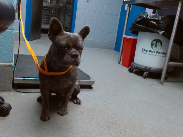 Shelter Stray Male Dog last seen 86TH / SAGE, 11800 Sunset Gardens Rd SW, Albuquerque, NM 87121, USA