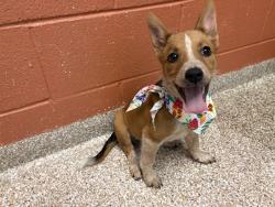 Shelter Stray Female Dog last seen Near BLOCK W CITY CENTER DR, PUEBLO CO 81003, 4600 Eagleridge Pl, Pueblo, CO 81008, USA