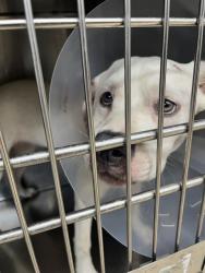 Shelter Stray Female Dog last seen BAYHEAD RD & LAKE IOLA RD, 19640 Dogpatch Ln, Land O' Lakes, FL 34638, USA