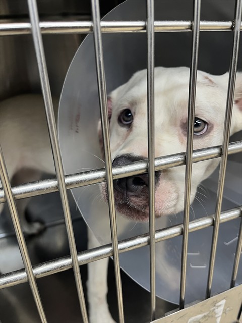 Shelter Stray Female Dog last seen BAYHEAD RD & LAKE IOLA RD, 19640 Dogpatch Ln, Land O' Lakes, FL 34638, USA
