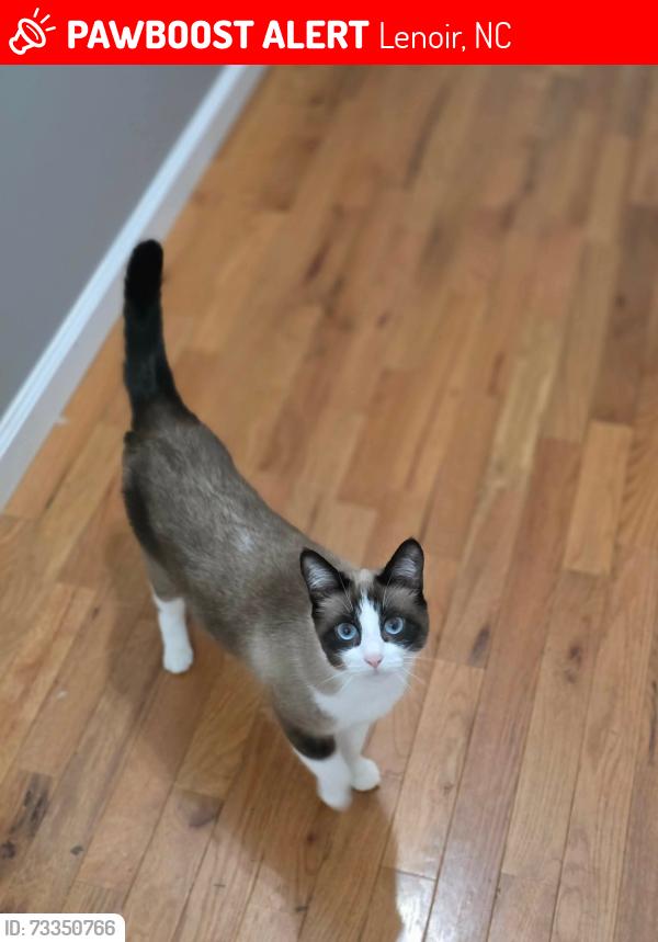 Lost Female Cat last seen After washburn ln. Before morris creek rd, Lenoir, NC 28645