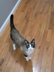Lost Female Cat last seen After washburn ln. Before morris creek rd, Lenoir, NC 28645