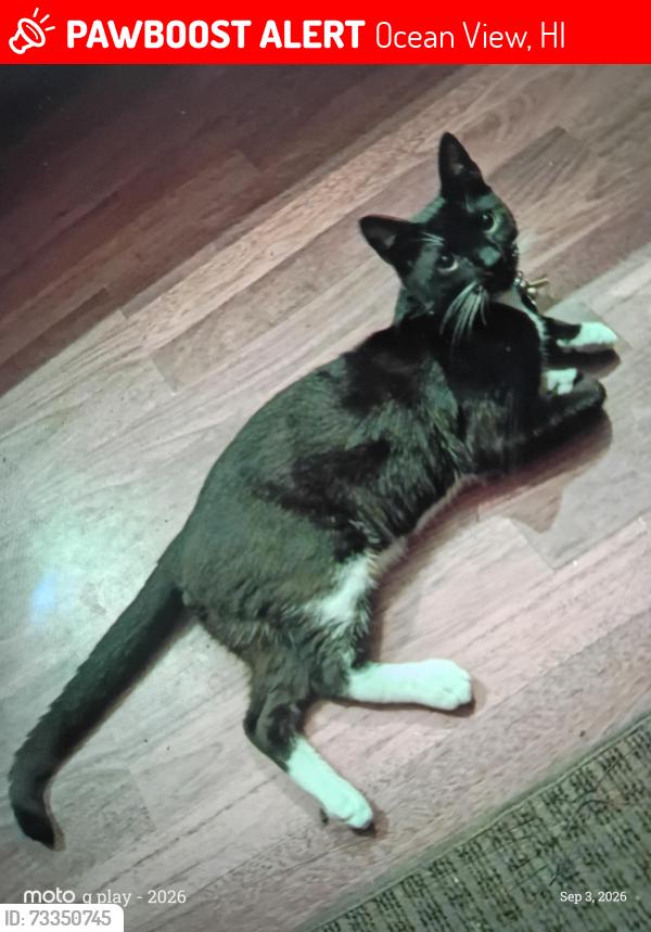 Lost Male Cat last seen Hawaii Blvd and hukikau intersection, Ocean View, HI 96704