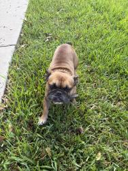 Reunited Male Dog last seen Highway 105 and McCaleb, Conroe, TX 77316