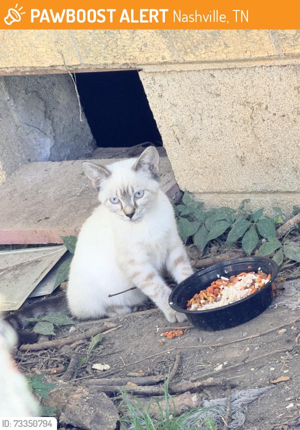 Found/Stray Unknown Cat last seen Neelys Bend and Madison Blvd, Nashville, TN 37115
