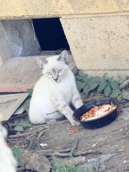 Found/Stray Unknown Cat last seen Neelys Bend and Madison Blvd, Nashville, TN 37115