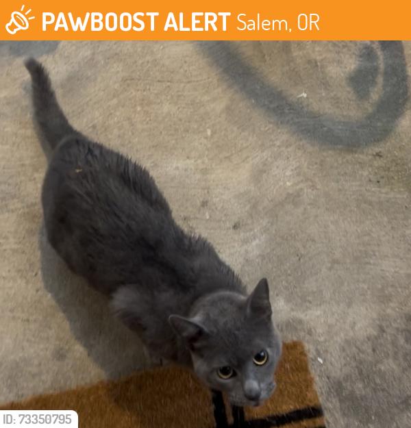 Found/Stray Unknown Cat last seen Beehive Food Carts, Salem, OR 97306