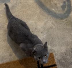 Found/Stray Unknown Cat last seen Beehive Food Carts, Salem, OR 97306