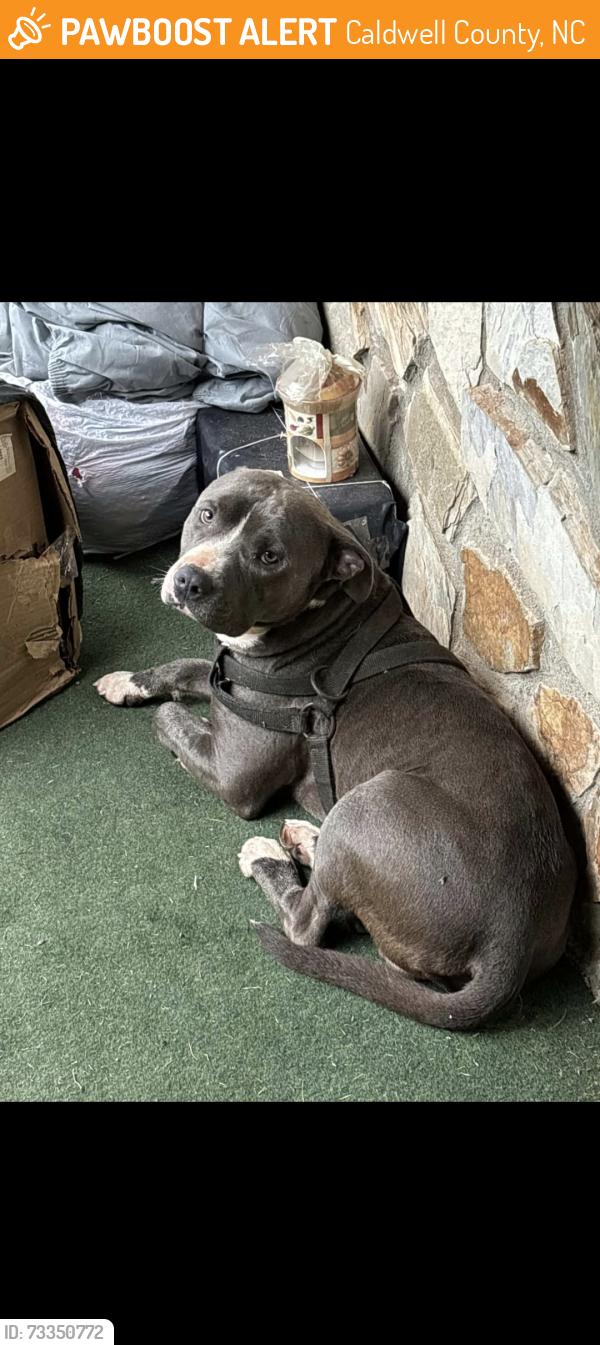 Found/Stray Male Dog last seen Kings Creek Area, Caldwell County, NC 28645