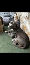 Found/Stray Male Dog last seen Kings Creek Area, Caldwell County, NC 28645