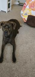Reunited Female Dog last seen Near Wellington Boulevard Columbus OH 43219, Columbus, OH 43219