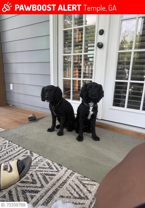 Deceased Male Dog last seen Rome St Temple Ga, Temple, GA 30179