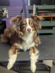 Reunited Male Dog last seen Drake University, Des Moines, IA 50311