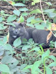 Found/Stray Male Cat last seen Neelys Bend and Madsion Blvd, Nashville, TN 37115