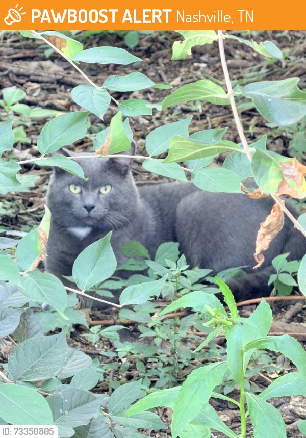 Found/Stray Male Cat last seen Neelys Bend and Madsion Blvd, Nashville, TN 37115
