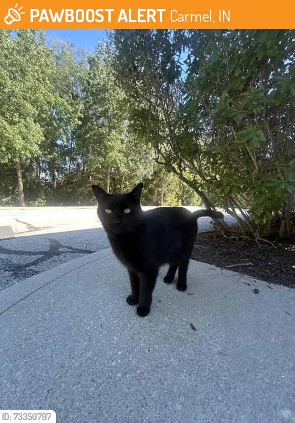 Found/Stray Unknown Cat last seen Sitting behind Luxe Nails at 13190 Hazel Dell Pkwy Unit 110B Carmel, IN 46033 United States, Carmel, IN 46033