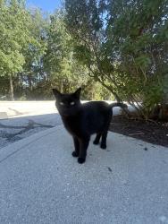 Found/Stray Unknown Cat last seen Sitting behind Luxe Nails at 13190 Hazel Dell Pkwy Unit 110B Carmel, IN 46033 United States, Carmel, IN 46033
