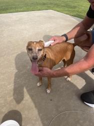 Reunited Male Dog last seen Crestway Place, Greenville, NC 27858