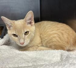 Shelter Stray Male Cat last seen Near BOWIE DRIVE Lithonia, 30038, 30038, GA, 3280 Chamblee Dunwoody Rd, Chamblee, GA 30341, USA