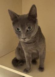 Shelter Stray Female Cat last seen Near Buford Hwy NE, Chamblee, GA 30341, 30341, GA, 3280 Chamblee Dunwoody Rd, Chamblee, GA 30341, USA