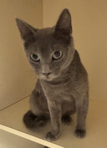 Shelter Stray Female Cat last seen Near Buford Hwy NE, Chamblee, GA 30341, 30341, GA, 3280 Chamblee Dunwoody Rd, Chamblee, GA 30341, USA