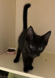 Shelter Stray Male Cat last seen Near Buford Hwy NE, Chamblee, GA 30341, 30341, GA, 3280 Chamblee Dunwoody Rd, Chamblee, GA 30341, USA