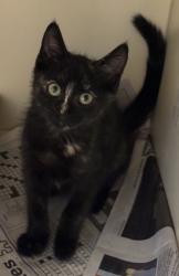 Shelter Stray Female Cat last seen Near Buford Hwy NE, Chamblee, GA 30341, 30341, GA, 3280 Chamblee Dunwoody Rd, Chamblee, GA 30341, USA