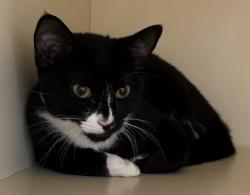 Shelter Stray Female Cat last seen Near Wellington Chase Ct Lithonia, GA 30058, 30058, GA, 3280 Chamblee Dunwoody Rd, Chamblee, GA 30341, USA