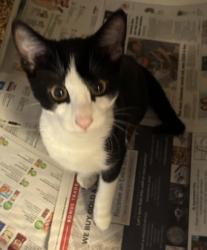 Shelter Stray Male Cat last seen Near Wellington Chase Ct Lithonia, GA 30058, 30058, GA, 3280 Chamblee Dunwoody Rd, Chamblee, GA 30341, USA