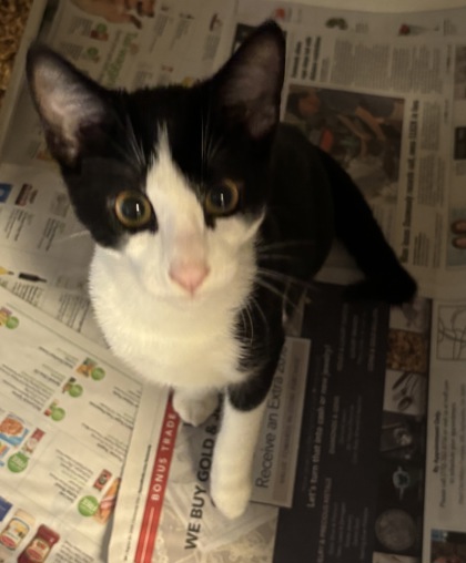 Shelter Stray Male Cat last seen Near Wellington Chase Ct Lithonia, GA 30058, 30058, GA, 3280 Chamblee Dunwoody Rd, Chamblee, GA 30341, USA