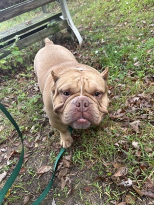 Shelter Stray Female Dog last seen Near Woodman Dr, City of Altoona, WI, 3900 Old Town Hall Rd, Eau Claire, WI 54701, USA