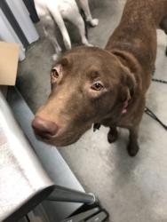 Shelter Stray Female Dog last seen Near Birch St, City of Eau Claire, WI, 3900 Old Town Hall Rd, Eau Claire, WI 54701, USA