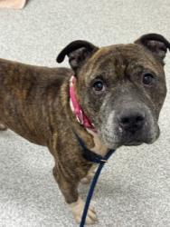 Shelter Stray Male Dog last seen Near Braddish Ave., 21216, MD, 2490 Giles Rd, Baltimore, MD 21225, USA