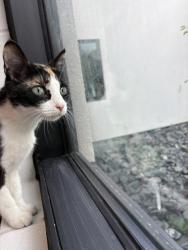 Shelter Stray Female Cat last seen Near Sterling Dr, City of Eau Claire, WI, 3900 Old Town Hall Rd, Eau Claire, WI 54701, USA