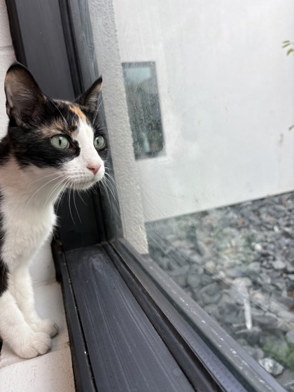 Shelter Stray Female Cat last seen Near Sterling Dr, City of Eau Claire, WI, 3900 Old Town Hall Rd, Eau Claire, WI 54701, USA