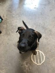 Shelter Stray Male Dog last seen Near Garfield Ave/Davies Center, City of Eau Claire, WI, 3900 Old Town Hall Rd, Eau Claire, WI 54701, USA