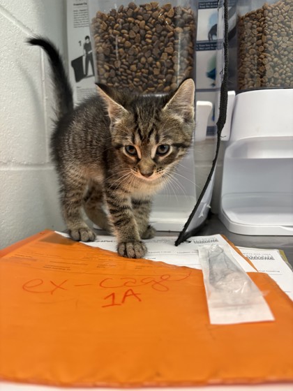 Shelter Stray Female Cat last seen Near Sterling Dr, City of Eau Claire, WI, 3900 Old Town Hall Rd, Eau Claire, WI 54701, USA