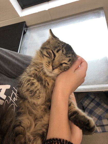 Shelter Stray Male Cat last seen Otis St, City of Eau Claire, WI, 3900 Old Town Hall Rd, Eau Claire, WI 54701, USA