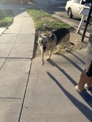 Found/Stray Female Dog last seen Emerson and Marks, Fresno, CA 93722