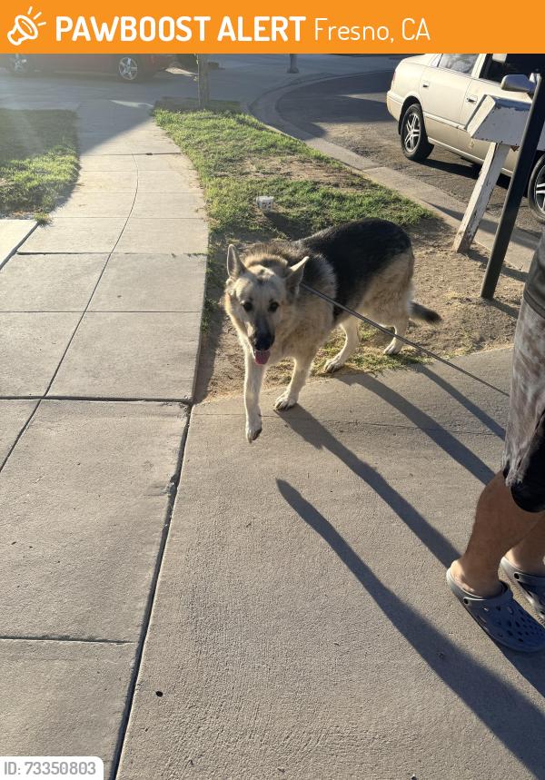Found/Stray Female Dog last seen Emerson and Marks, Fresno, CA 93722