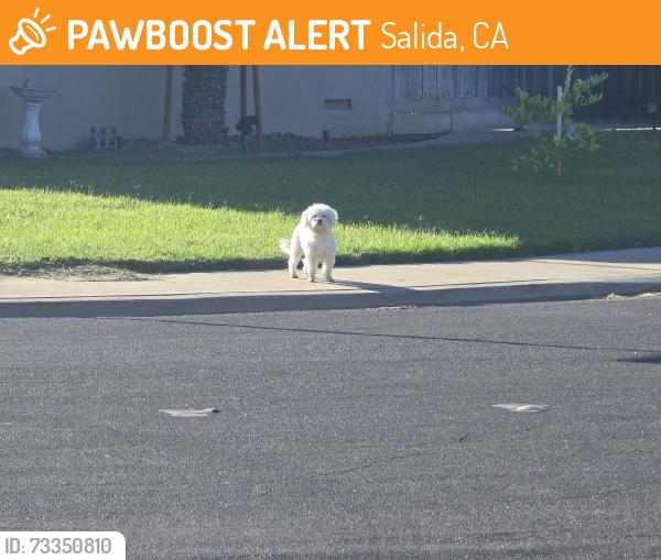 Found/Stray Male Dog last seen Rollingwood Dr and Drifrwood Dr., Salida, CA 95368