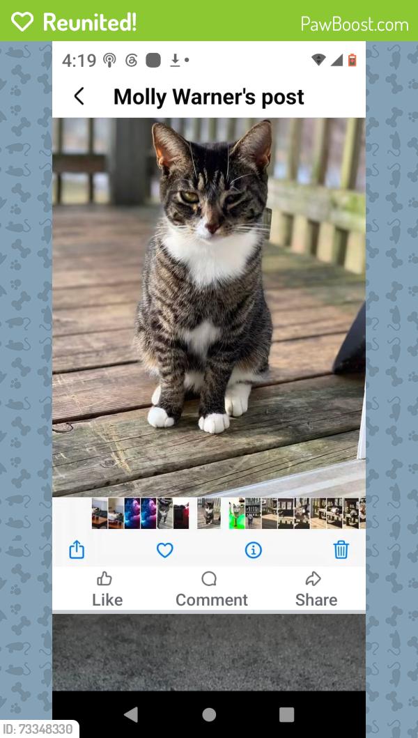 Reunited Female Cat last seen Near 32nd St Richland mi 49083, Richland, MI 49083