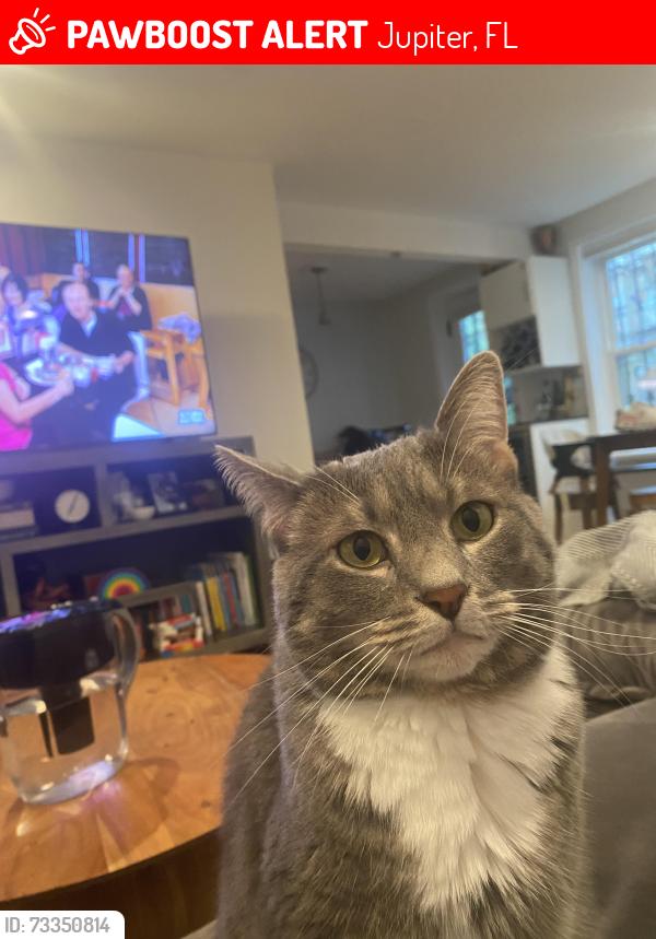 Lost Female Cat last seen Mallory Creek, Jupiter, FL, Jupiter, FL 33458