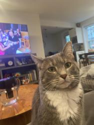 Lost Female Cat last seen Mallory Creek, Jupiter, FL, Jupiter, FL 33458