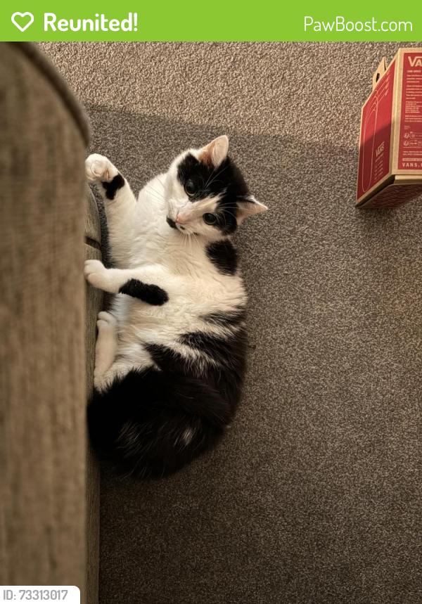 Reunited Male Cat last seen Campion Road, Royal Leamington Spa, England 