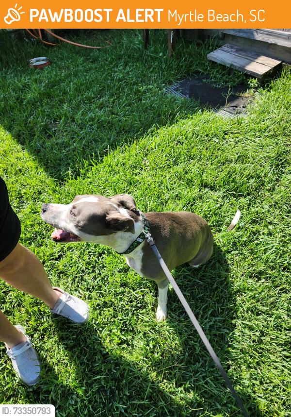 Found/Stray Female Dog last seen Hwy 707 near Leonard Lane and Hwy 31, Myrtle Beach, SC 29588